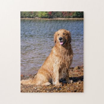 Sitting Golden Retriever Jigsaw Puzzle by artinphotography at Zazzle