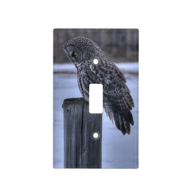 Sitting Great Gray Owl Wildlife Photo Portrait III Light Switch Cover (Front)