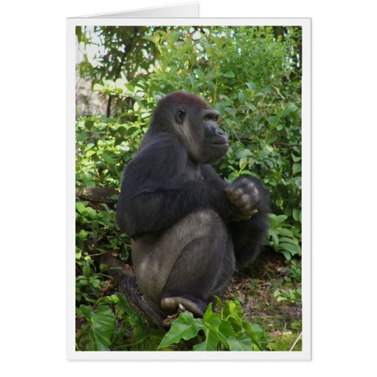 Sitting,maybe thinking,but probably,just sitting cards (Front)