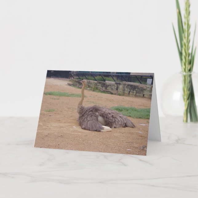 "Sitting Ostrich" Thank You Card (Front)