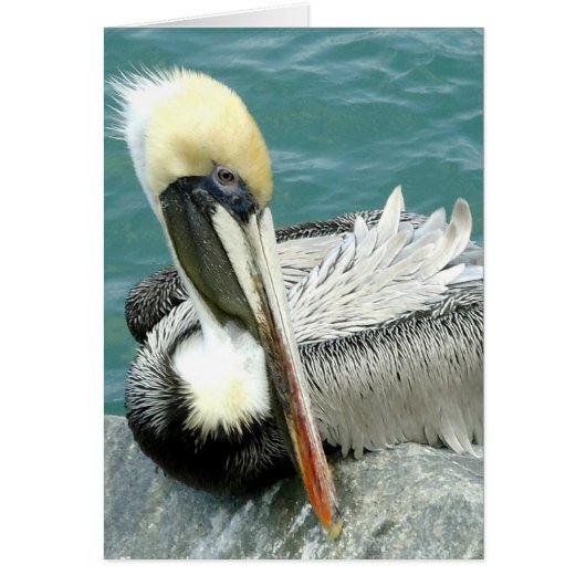 Sitting Pelican Cards (Front)