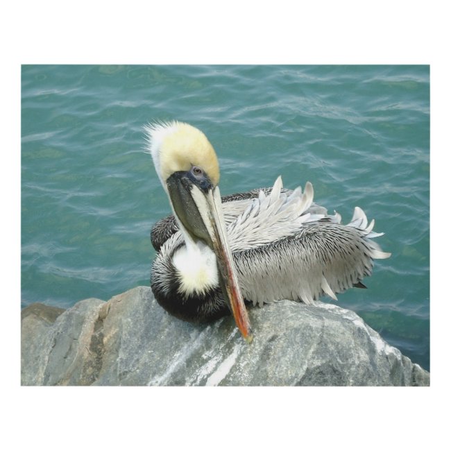 Sitting Pelican