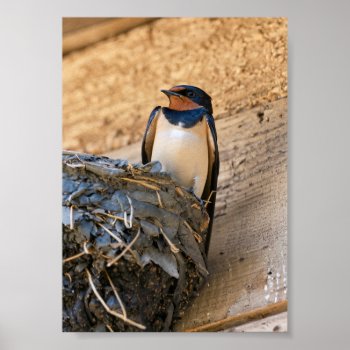 Sitting Pretty Barn Swallow Poster by nikkilynndesign at Zazzle