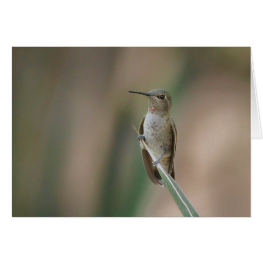 Sitting pretty hummingbird cards (Front Horizontal)