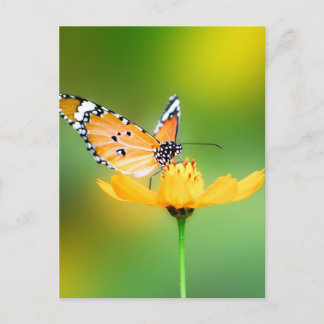 Sitting Pretty Little Butterfly on a Flower Postcard