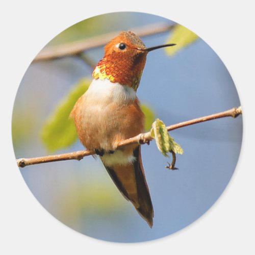 Sitting Pretty Male Rufous Hummingbird Classic Round Sticker