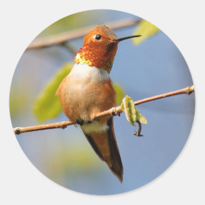 Sitting Pretty: Male Rufous Hummingbird Classic Round Sticker