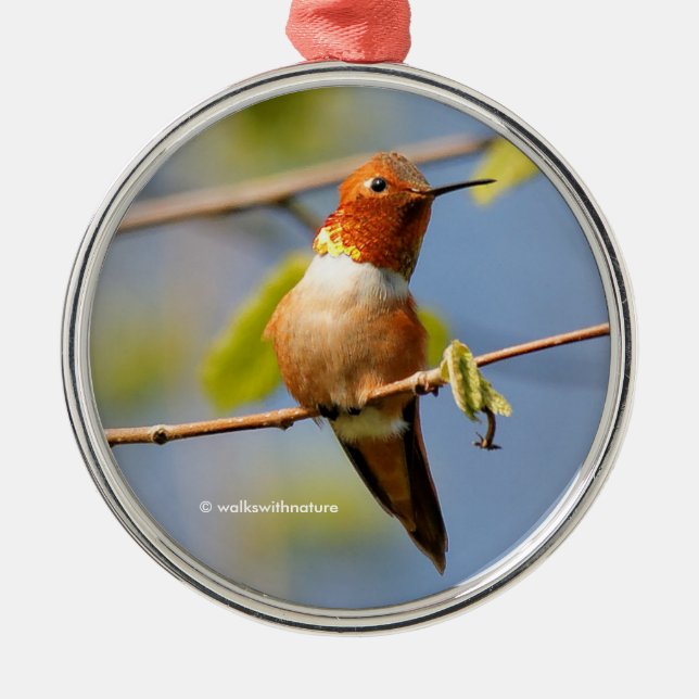 Sitting Pretty: Male Rufous Hummingbird Metal Ornament (Front)