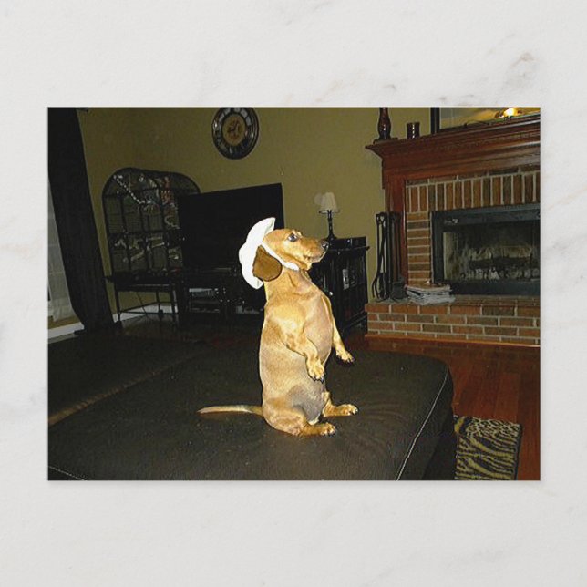 Sitting Pretty or Watching TV Dachshund Postcard (Front)