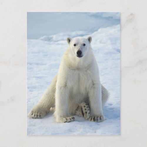Sitting Pretty Polar Bear Postcard