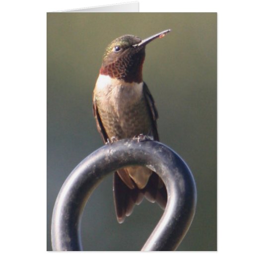 Sitting Pretty Ruby Throat Humming Bird on Perch Cards (Front)