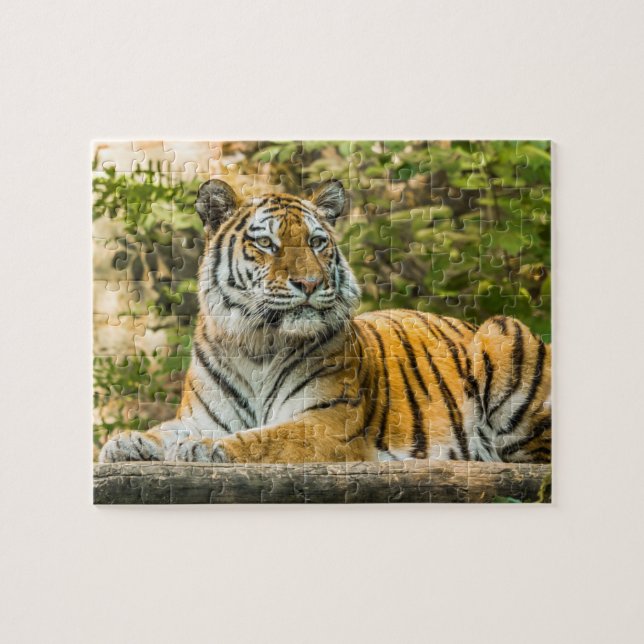 Sitting Tiger Jigsaw Puzzle (Horizontal)