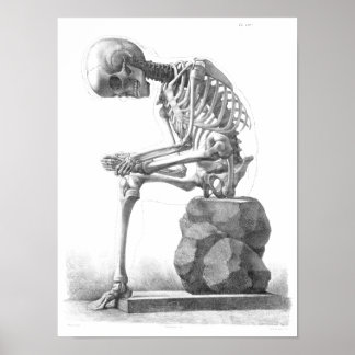 Vintage Skeleton Posters | Zazzle