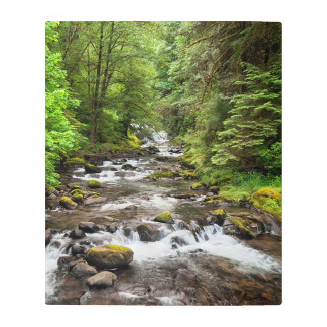 Siuslaw National Forest | Sweet Creek Metal Print (Front)