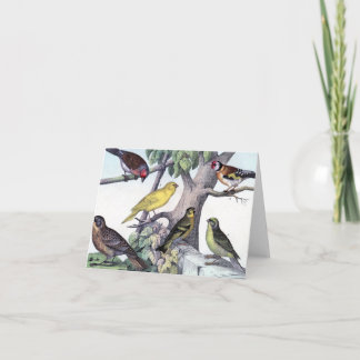 Six colorful birds vintage post card art.