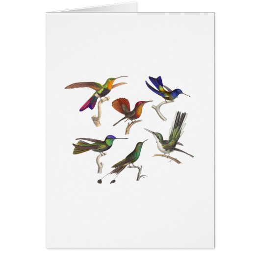 Six Colorful Hummingbirds (Front)