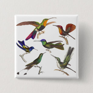 Six Different Hummingbirds - Rene Primevere Lesson Button