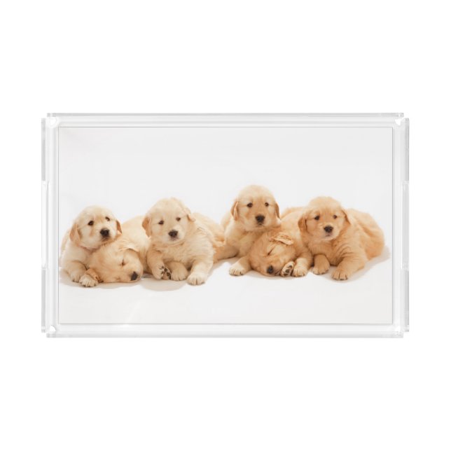 Six Golden Retriever Puppies Acrylic Tray (Front)