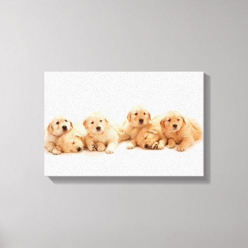 Six Golden Retriever Puppies Canvas Print