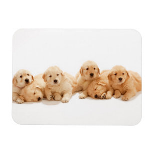 Six Golden Retriever Puppies Magnet
