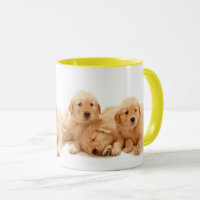 Six Golden Retriever Puppies