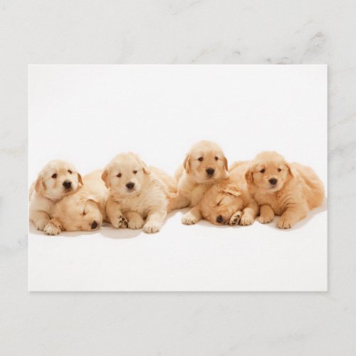 Six Golden Retriever Puppies Postcard