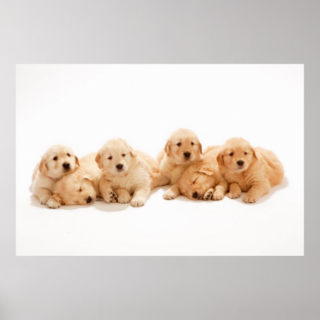 Six Golden Retriever Puppies Poster (Front)