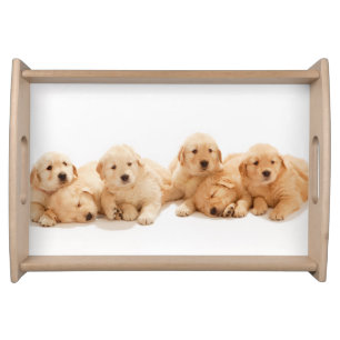 Six Golden Retriever Puppies Serving Tray