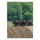 Six-Horse-Team (Front)