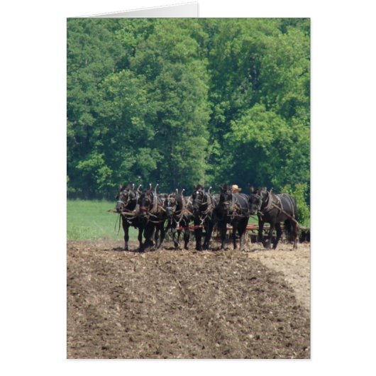 Six-Horse-Team (Front)