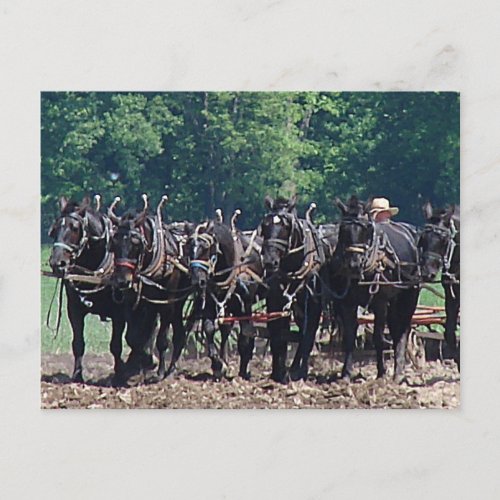 Six_Horse_Team Postcard