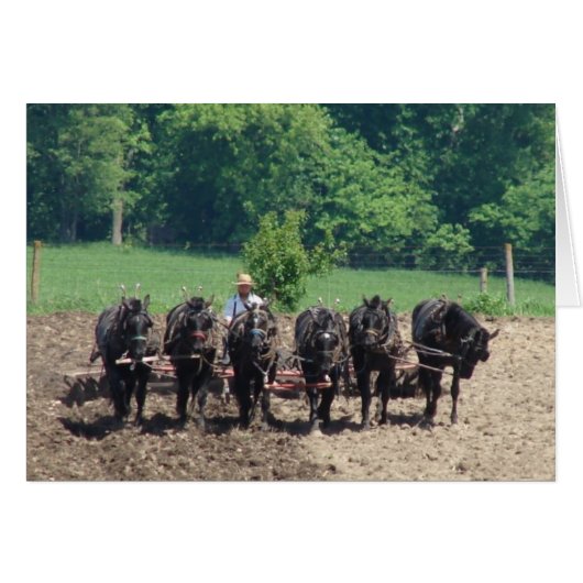 Six Horses at Work Cards (Front Horizontal)