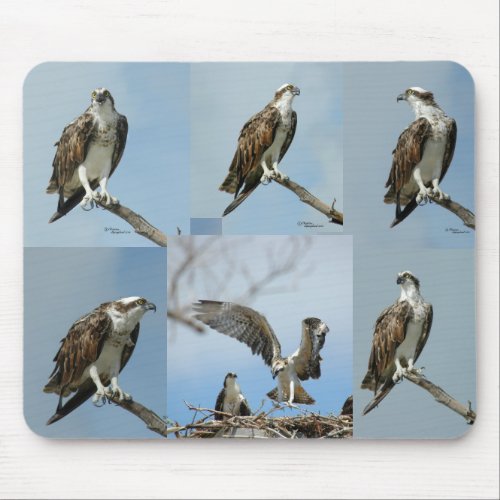 Six Osprey bird Photos Mousepad