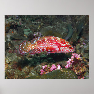 Six Spot Grouper Poster