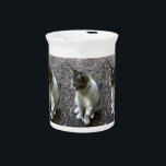 Six Toe Pitcher<br><div class="desc">A six toed cat at Ernest Hemingways house in Key West, Florida.</div>