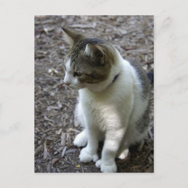 Six Toe Postcard (Front)