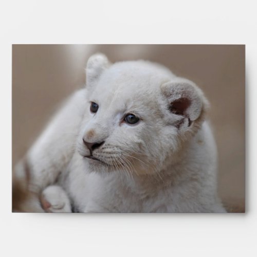 Six week old white baby lion cub envelope