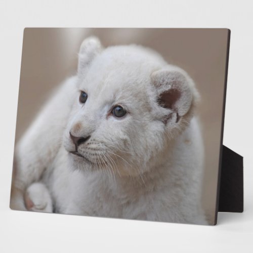 Six week old white baby lion cub plaque