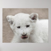 White Lion Cub,baby shower by mail, home decor, Fantasy Creatures