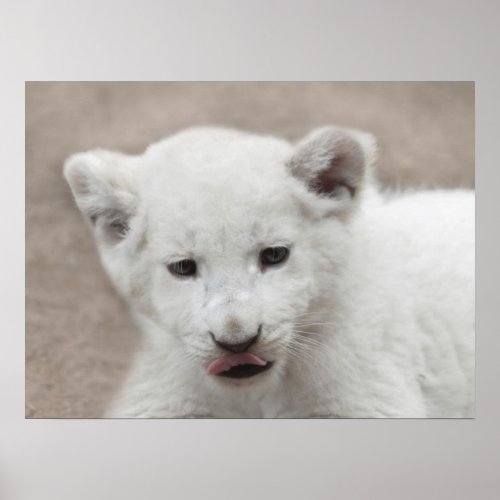 Six week old white baby lion cub poster