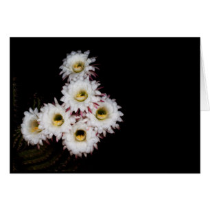 sixpence the richer cactus blooms cards