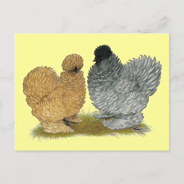 Sizzle Chickens Postcard (Front)