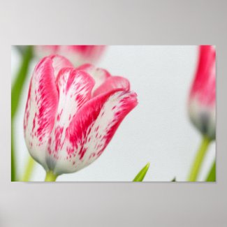SJefferson Pink Tipped White Tulip