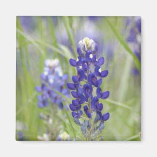 SJefferson Texas Bluebonnets Series #1 Magnet