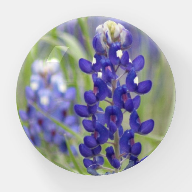 SJefferson Texas Bluebonnets Series #1 Paperweight (Front)