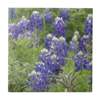 SJefferson Texas Bluebonnets Series #2 Ceramic Tile
