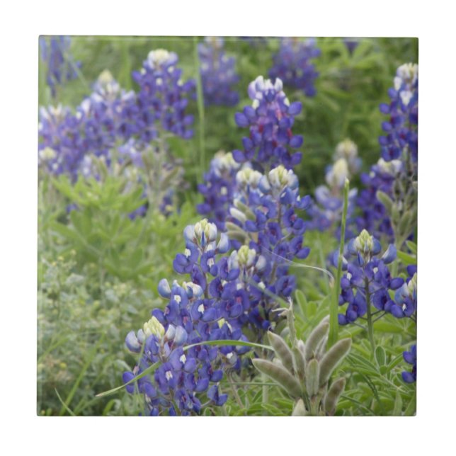 SJefferson Texas Bluebonnets Series #2 Ceramic Tile (Front)