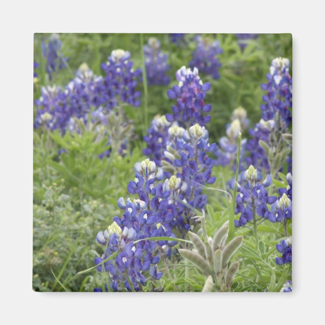 SJefferson Texas Bluebonnets Series #2 Magnet (Front)