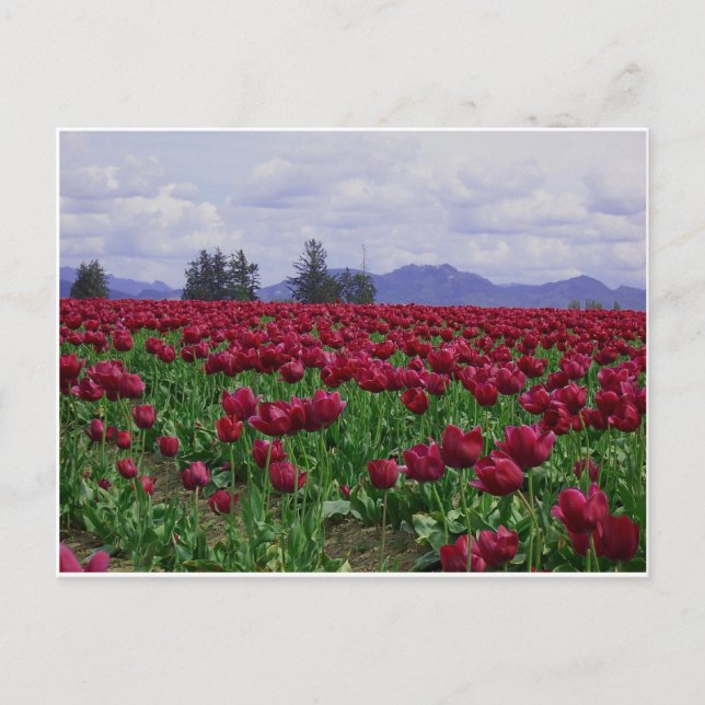 Skagit Valley Beauty Postcard (Front)
