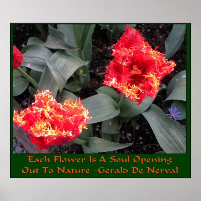 Skagit Valley Tulip Festival Poster (Front)